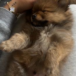 Puppy number 2 - Orange sable male Pomeranian puppy in Salem, Oregon from PNW Dynasty Poms
