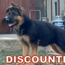 Katniss (DISCOUNTED!) - Black and red German Shepherd puppy in Orem, Utah from Timpanogos Shepherds