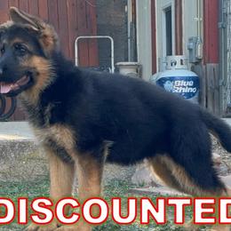 Katniss (DISCOUNTED!) - Black and red German Shepherd puppy in Orem, Utah from Timpanogos Shepherds