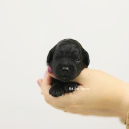 James (Orange Collar Boy) - Black male Cavapoo puppy in Republic, Missouri from Red Skye Puppies