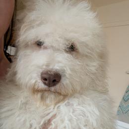Riggs - White male Lagotto Romagnolo puppy in West Jordan, Utah from Salt Lake Lagotto