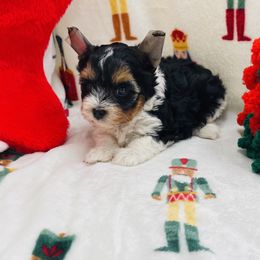 AKC - Scruffy 3000 - Black tan and white male Biewer Terrier puppy in Douglas, Georgia from Heartland small breeds