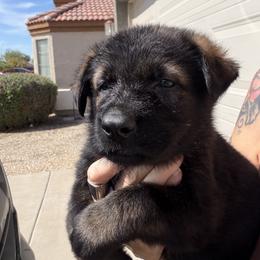 U10 - Sable male German Shepherd puppy in Surprise, Arizona from Vom Wustefeuer German Shepherds