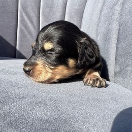 Flounder - 2000 - Black and cream female Dachshund puppy in Knoxville, Tennessee from East TN Dachshunds