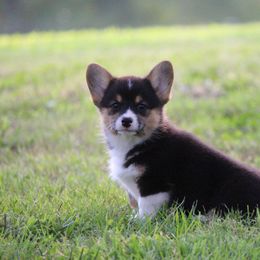 Pembroke Welsh Corgi Puppies from Elderwood Farms