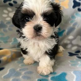Logan - Black and white male Shih Tzu puppy in Jasper, Indiana from Jacob’s Spoiled Shih Tzu