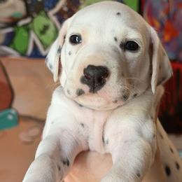 Female 1 - White and black female Dalmatian puppy in Lake Mathews, California from Bully Market