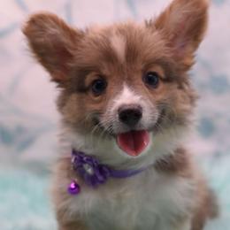 Willie - Fluffy - Fawn and white male American Corgi puppy in Lithia, Florida from Diamondcrest Inc