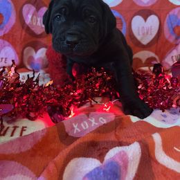 Red collar - Cane Corso puppy from Capital City Corso’s