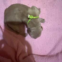 Golden Retriever Puppies from St. Paul Goldens