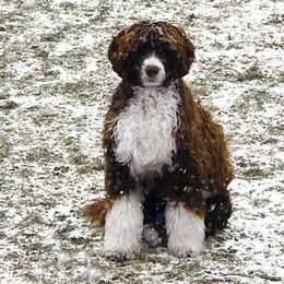 Poppy - Portuguese Water Dog