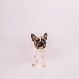 Franny - French Bulldog