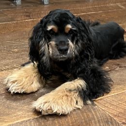 Sera - Cocker Spaniel