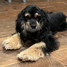 Sera - Cocker Spaniel