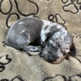 Blue Dapple Female - Gray (blue) and tan female Dachshund puppy in George West, Texas from Rockin M Kennel