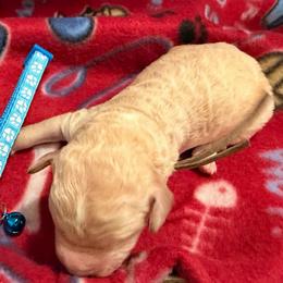 Chloe- Cyan collar - Cream female Goldendoodle puppy in Van Buren, Missouri from Jami’s Goldendoodles & Poodles