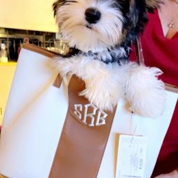 Biewer Terrier Puppies from Southern Star Biewers