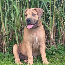 KMA - Fawn female Boerboel puppy in Pennsylvania from Cold River Boerboels