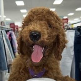 Boris - Red  male Poodle puppy in Cape Coral, Florida from Katherine’s Yorkies and Poodles