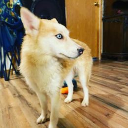 khaleesie - Pomsky