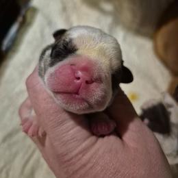 GREEN - Red male Bulldog puppy in Walhalla, South Carolina from Lowery's English Bulldogs