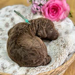 Brownie- Teal Collar - Chocolate female Goldendoodle puppy in Bay City, Texas from Charming Doods Goldendoodles