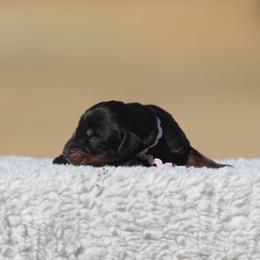 Black Caviar - Black and rust female Doberman Pinscher puppy in Commerce, Texas from Elitehaus