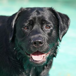 Labrador Retrievers from Cedar Key Labradors