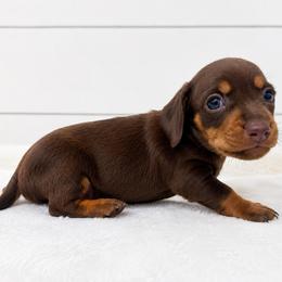 Rusty - Chocolate and tan male Dachshund puppy in Callahan, Florida from Little Foot Kennels