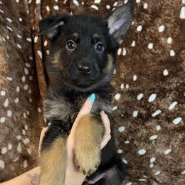 Green color - Bi-color female German Shepherd puppy in Marion, Ohio from Legacy K9’s