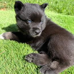 Bonnie - Black and white female Pomsky puppy in La Vergne, Tennessee from Atencio Pomsky