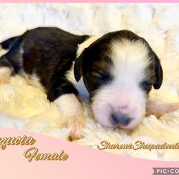 Sequoia - Black and white female Sheepadoodle puppy in Roseburg, Oregon from Sharon’s Sheepadoodle’s