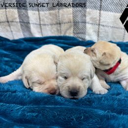 Red collar - Yellow female Labrador Retriever puppy in Beaverdam, Virginia from Riverside Sunset Labrador Retrievers