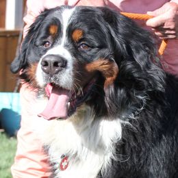Bernese Mountain Dogs from Powder Keg Farm