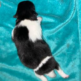Polly - Black parti female Pomeranian puppy in Zavalla, Texas from Precious Puff Poms