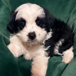 Prince - Black tri-color male Aussiedoodle puppy in Missouri from Mini AussieDoodles on Meadow Lane