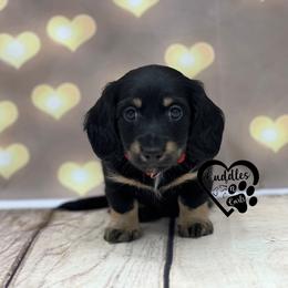 Oscar - Black and cream male Dachshund puppy in Nashville, Arkansas from Cuddles n Curls