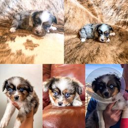 Pembroke Welsh Corgi and Toy Australian Shepherd Puppies from Double Bar H Corgis & Aussies