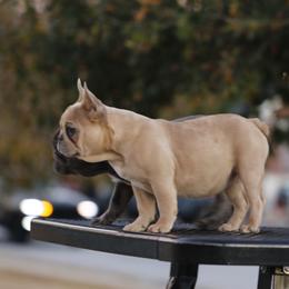 Girl 2 - Fawn and white female French Bulldog puppy in Augusta, Georgia from Mo3_Frenchies