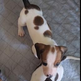 Dachshund Puppies from Cains River Valley Dachshunds