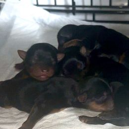 5 - Black and gold female Yorkshire Terrier puppy in Sterling, Colorado from Nikki’s Yorkies & Doodles