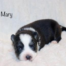 Mary - Black and white female Pomsky puppy in Denham Springs, Louisiana from Bayouland Pomskies