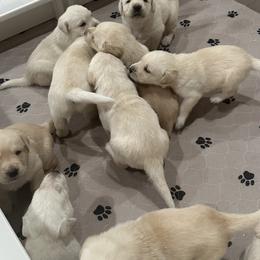 Labrador Retriever Puppies from Luvable AZ Labs