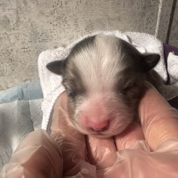 Miniature Australian Shepherd and Toy Australian Shepherd Puppies from Cherry Grove Kennel