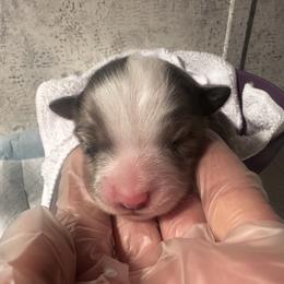 Miniature Australian Shepherd and Toy Australian Shepherd Puppies from Cherry Grove Kennel