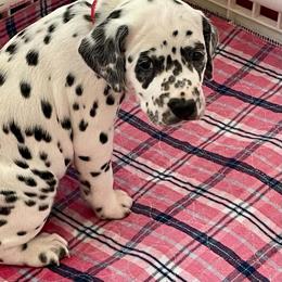 Petunia (red girl) - White and black female Dalmatian puppy in Acampo, California from Gateway Farm Dalmatians
