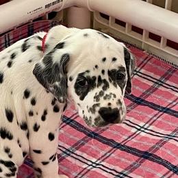 Petunia (red girl) - White and black female Dalmatian puppy in Acampo, California from Gateway Farm Dalmatians