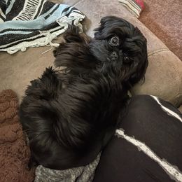 Shih Tzu All Grown Up from FurryTails Shih-tzu