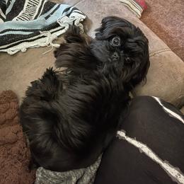 Shih Tzu All Grown Up from FurryTails Shih-tzu