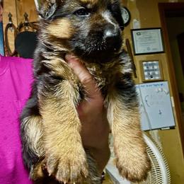 Yellow Female - Black and red female German Shepherd puppy in Puyallup, Washington from Majestic Royal German Shepherd’s